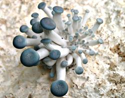 Austernpilze auf Strohpellets