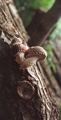 Shii-take Pilze auf Holzstamm
