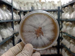 Pilzmycel in einer Petrischale