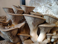 Kräuterseitling (Pleurotus eryngii)