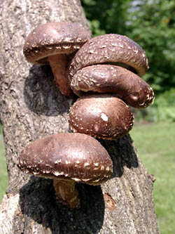 Shiitake-Anbau auf Eiche im Garten