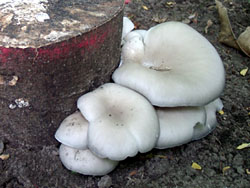 Taubenblauer Seitling (Pleurotus columbinus)